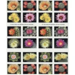 Cactus Flowers 2019 - USPS Forever Stamps（Books） - Image 2