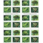 Frogs 2019- USPS Forever Stamps（Books） - Image 2