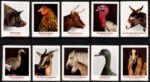 Heritage Breeds 2021- USPS Forever Stamps（Sheets）