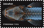 Life Magnified 2023- USPS Forever Stamps（Sheets） - Image 2