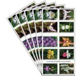 Wild Orchids 2020- USPS Forever Stamps（Books） - Image 2